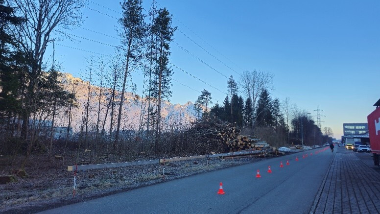 Neu gepflanzer Baum im Rossmat